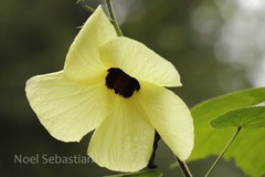 Hibiscus canescens